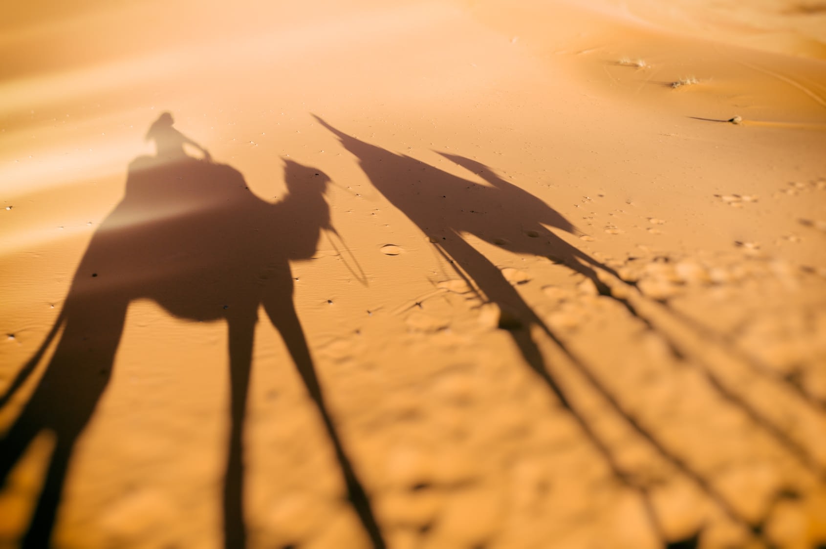 Camel ride shadows, Sahara, Morocco Merzouga desert safari_Travel Tamegroute_Travel Tamgroute