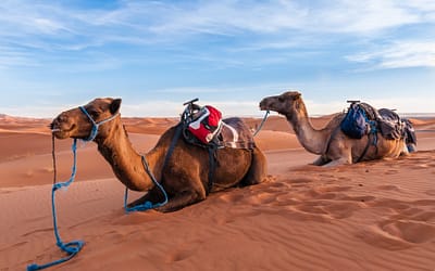 Merzouga desert safari (from/ to Marrakech)