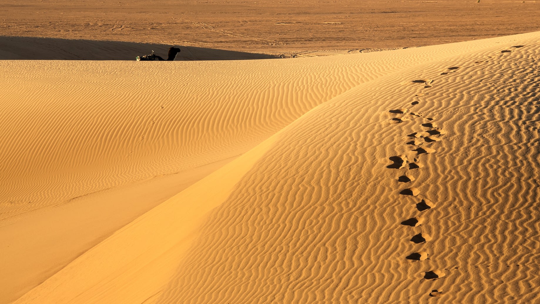 Sand dunes with a silhouette of camel, Erg Chigaga, Moroccan Sah Merzouga desert safari_Travel Tamegroute_Travel Tamgroute