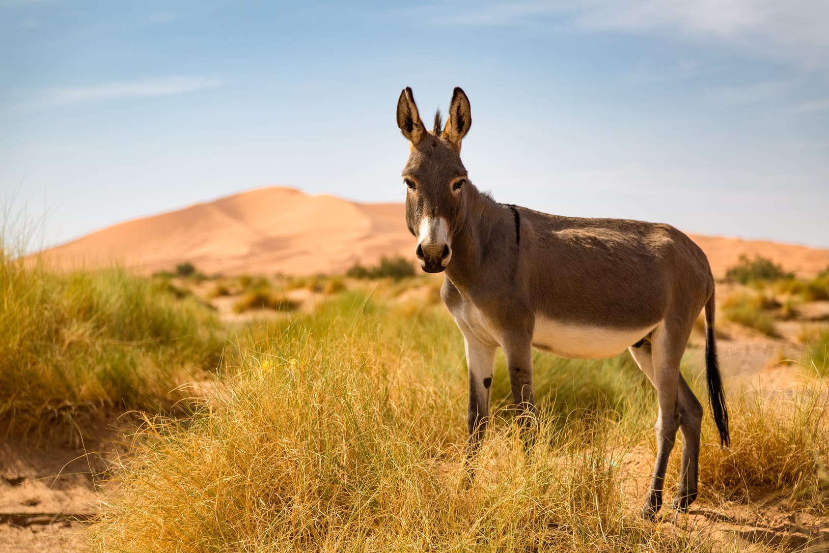 Donkey on the Sahara Desert Merzouga desert safari_Travel Tamegroute_Travel Tamgroute